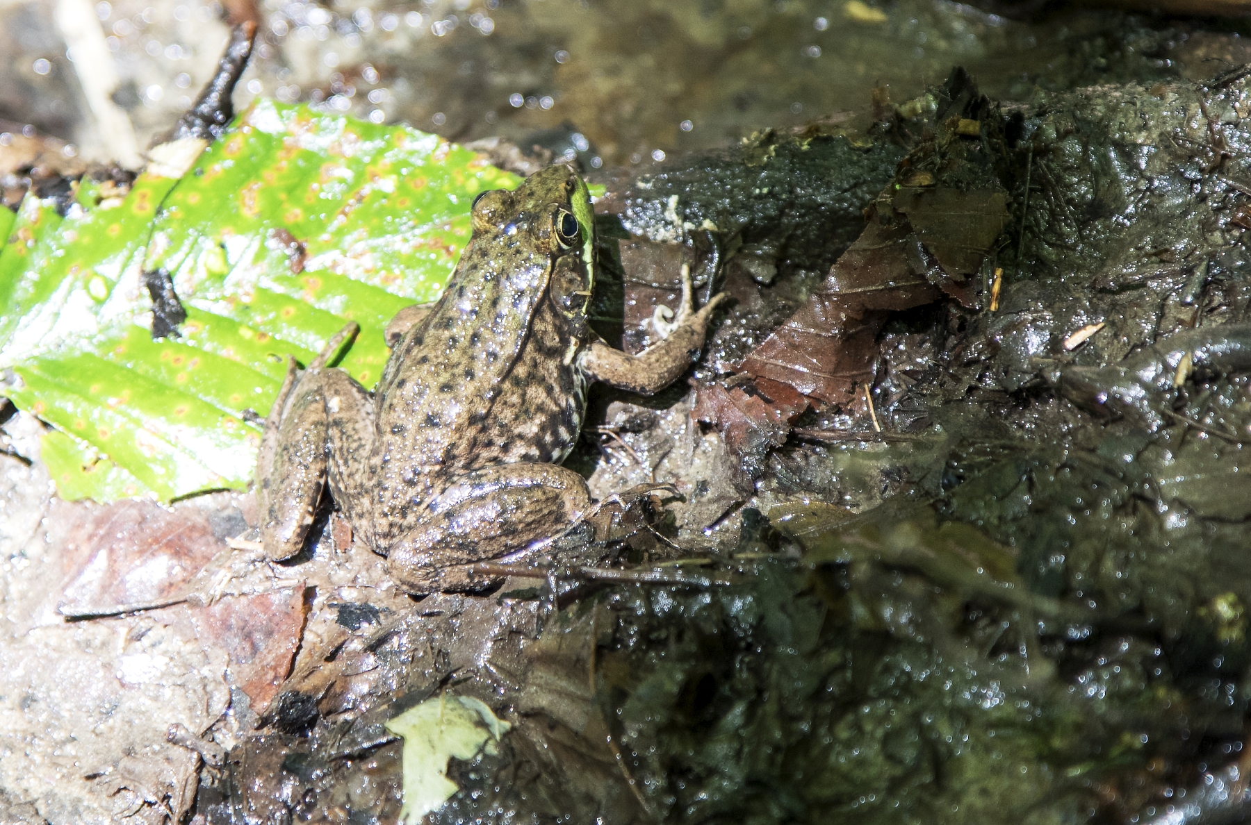 Leopard frog, Lake Dunmore Area, Vermont